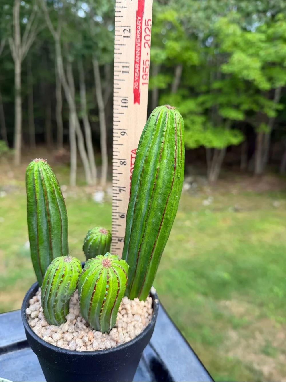 Nature-Inspired Candle & Cactus Vignette